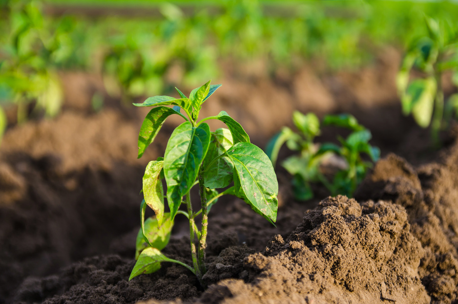 Agroindústria